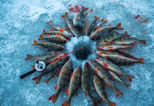 Зимняя рыбалка на окуня: оснастка, прикорм