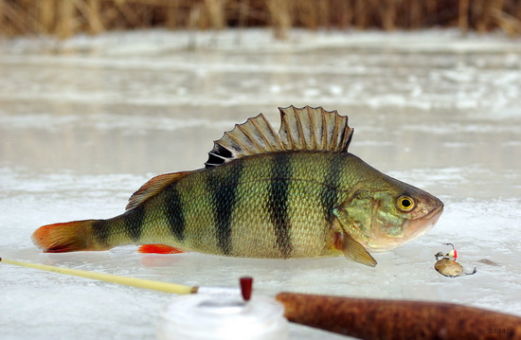 окунь зимняя рыбалка