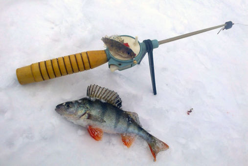 Безмотылка на окуня - техника ловли крупной рыбы