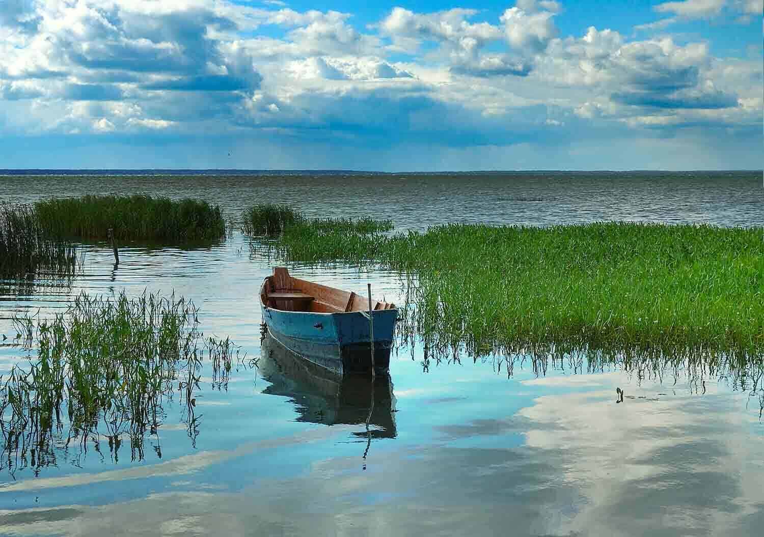 Фото ряска на воде