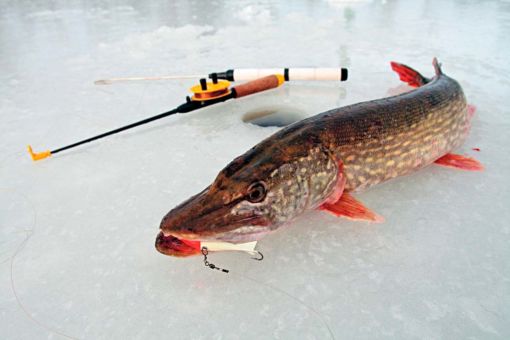 рыбалка на щуку зимой жерлицами видео
