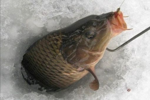 зимняя рыбалка на карпа
